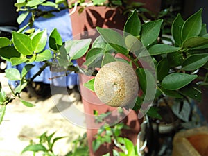 Oranges or limes are all flowering plants belonging to the Citrus genus of the Rutaceae tribe photo
